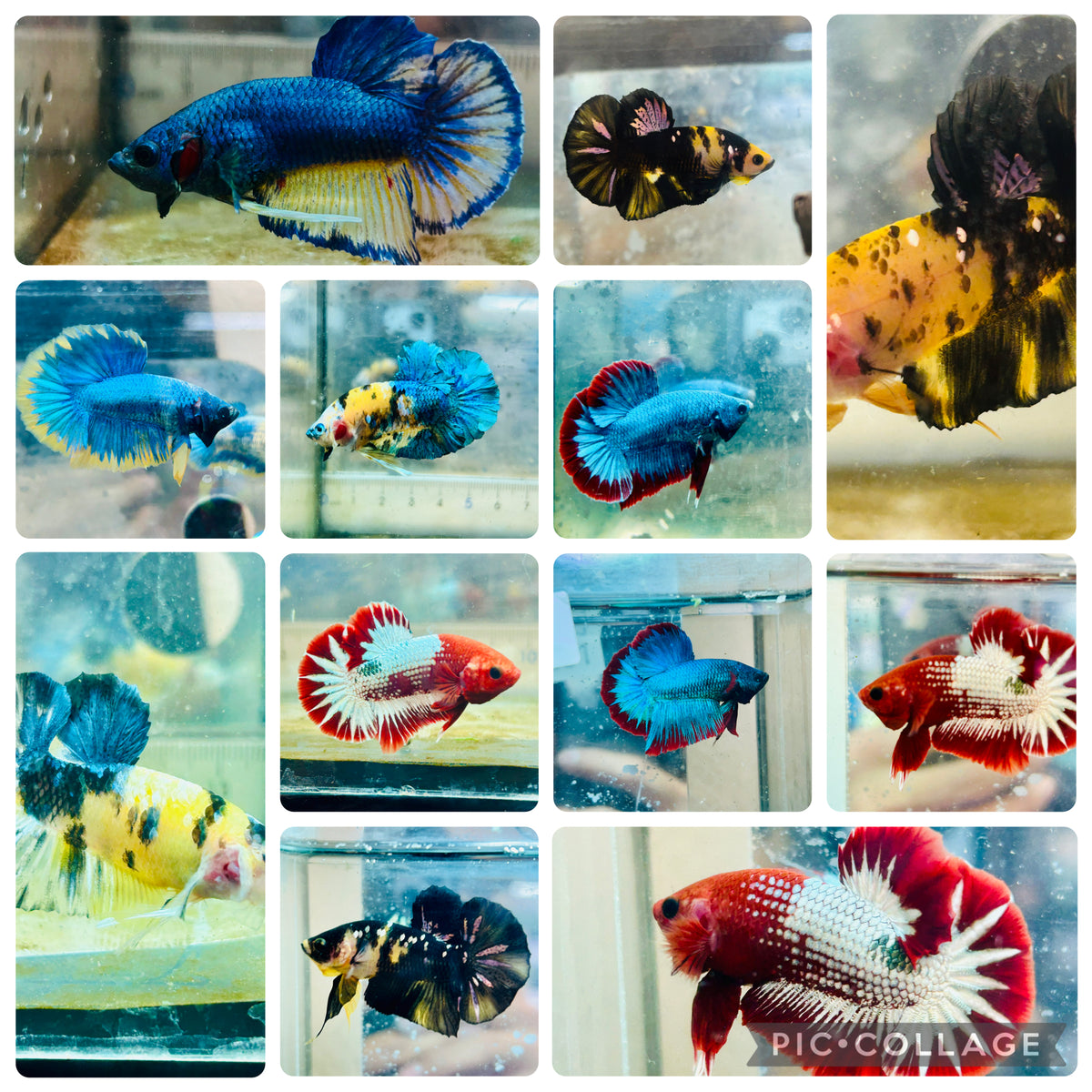 Plakat Yellow Red Fancy - Male Betta