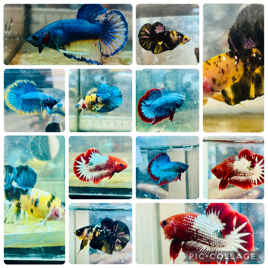 Plakat Yellow Red Fancy - Male Betta