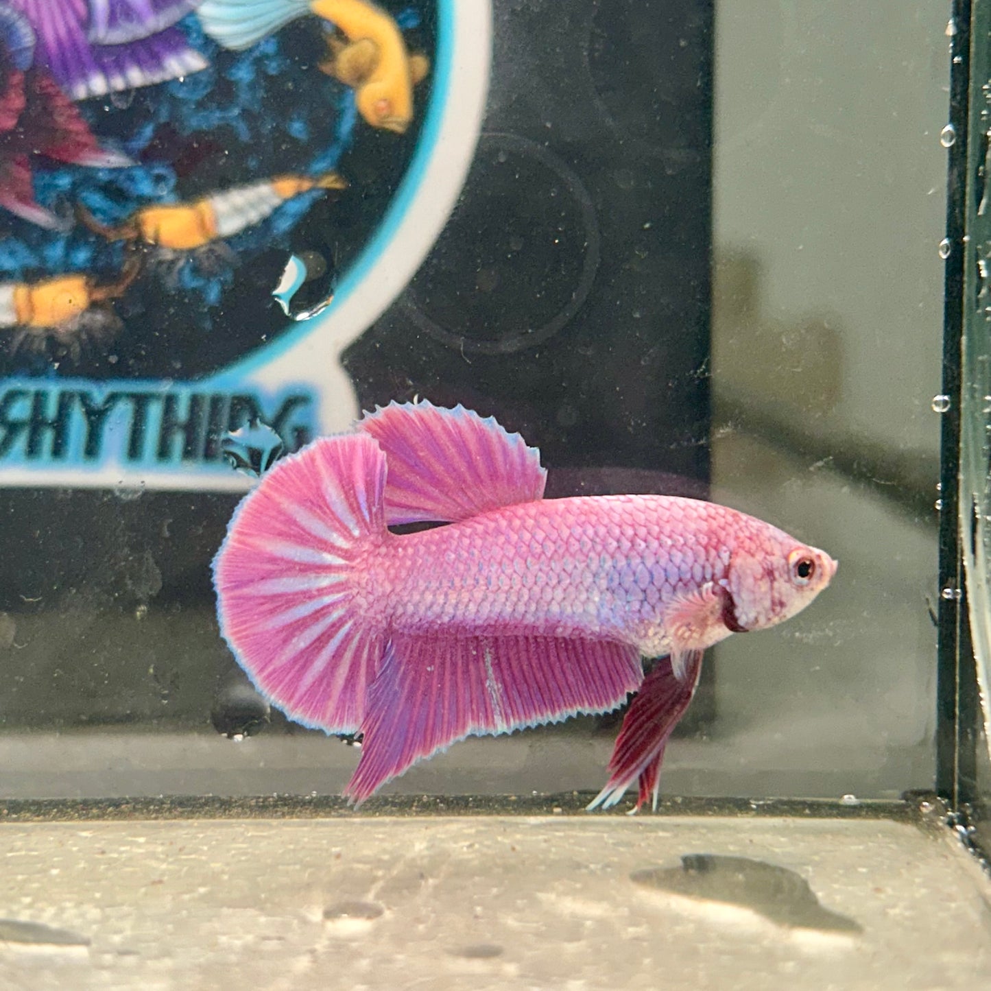 Purple Pink Plakat- Male Betta 146