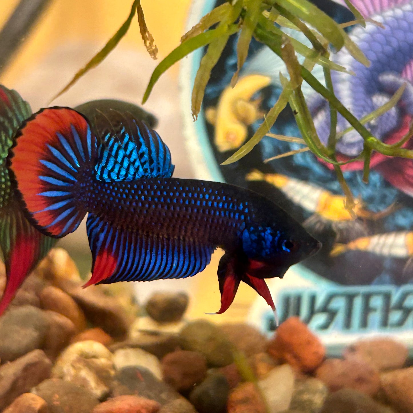 Wild Imbellis Blue - Male Betta 196