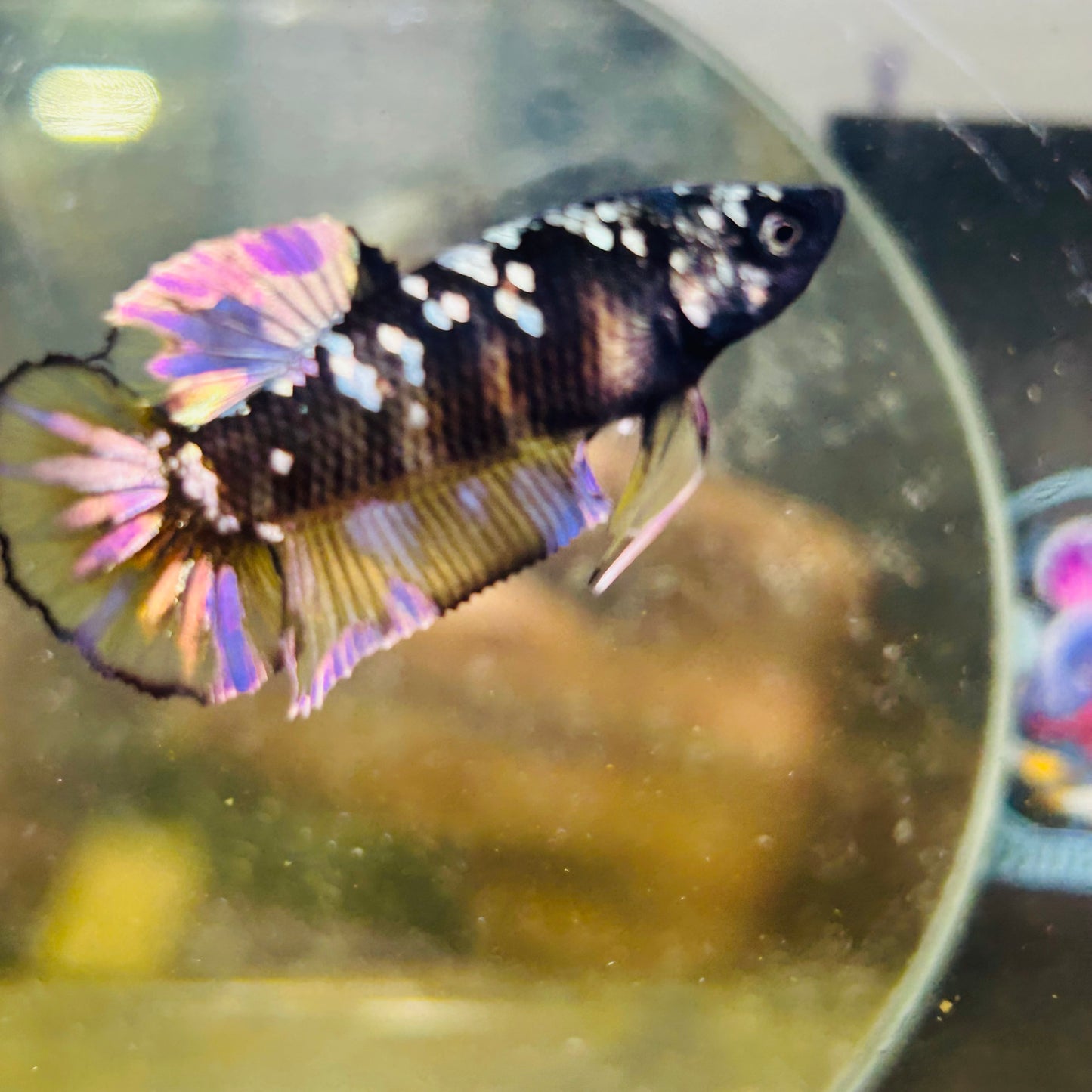 Avarta Yellow Copper Plakat - Female betta 184