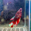 Vampire Avarta Halfmoon - Female Betta 146