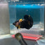 Plakat Bumble Bee Yellow Male Betta #Ma12