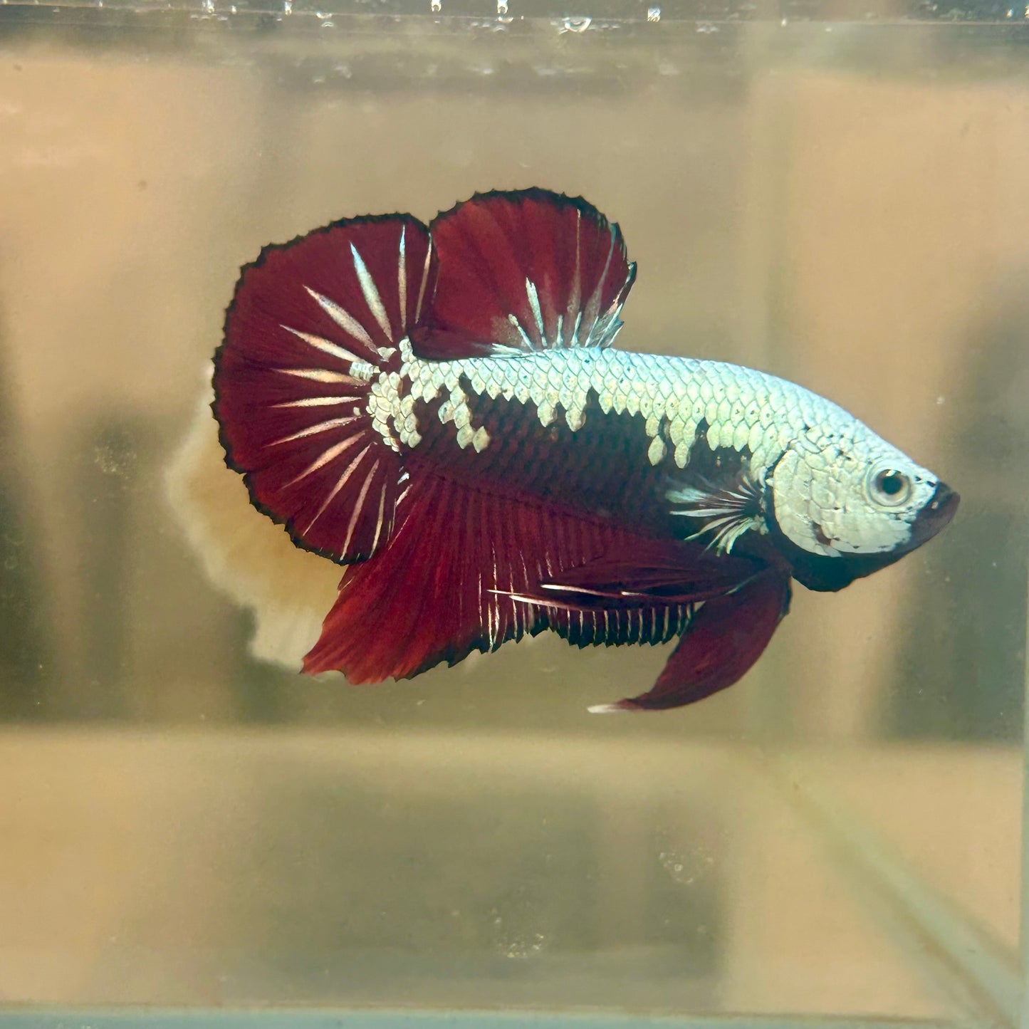 Blood Samurai Plakat - Male betta 150