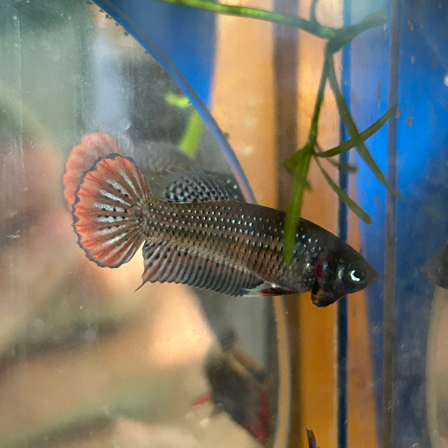 Red Blue Wild Imbellis - Female Betta 010