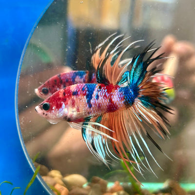 Multicolor Koi Crowntail - Male Betta 072