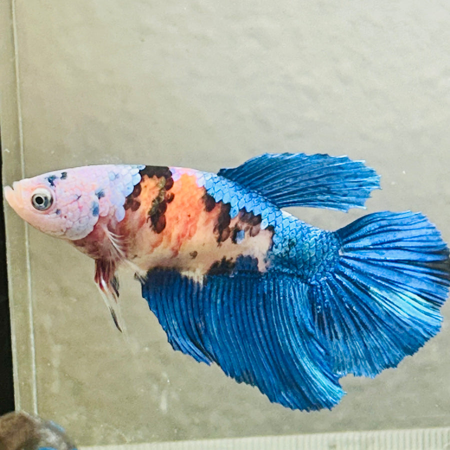 Halfmoon white Masked Candy Female Betta #Jul48