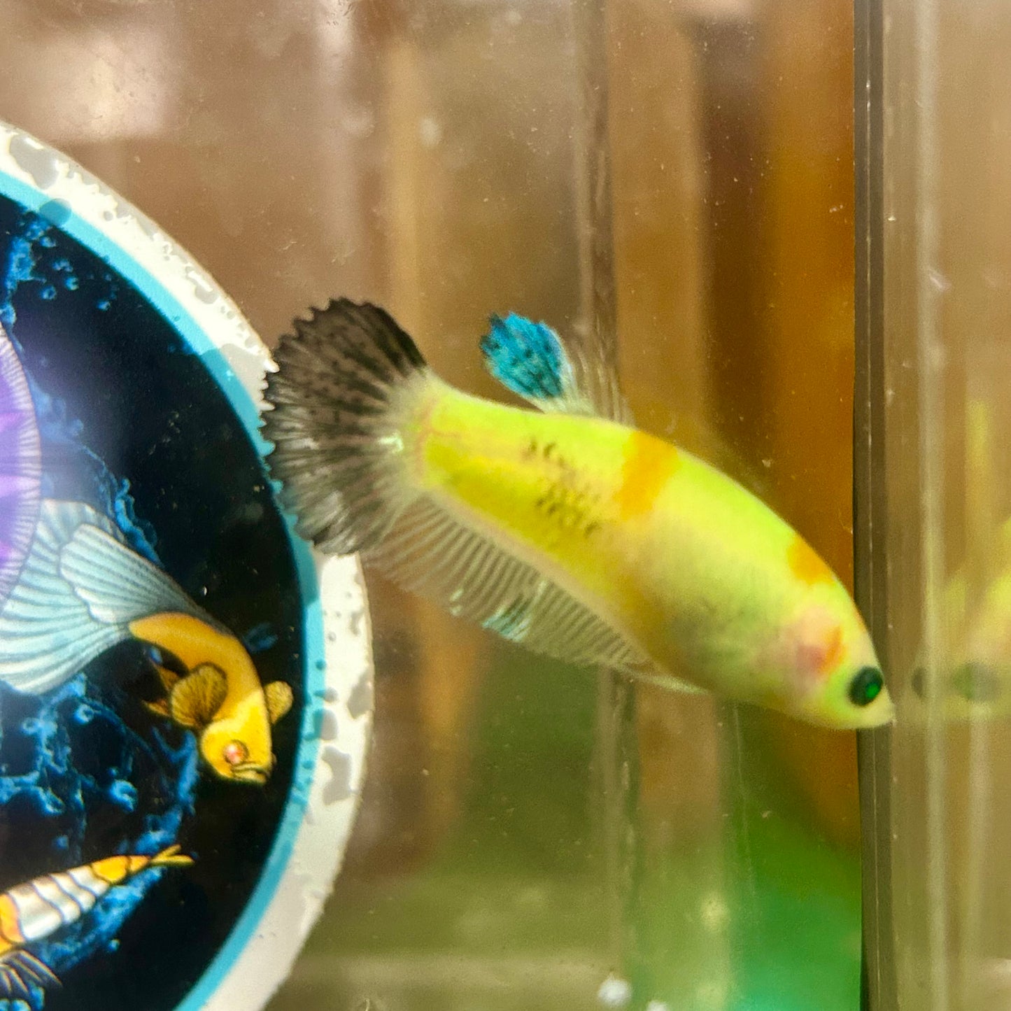 Koi Neon Plakat - Female Betta