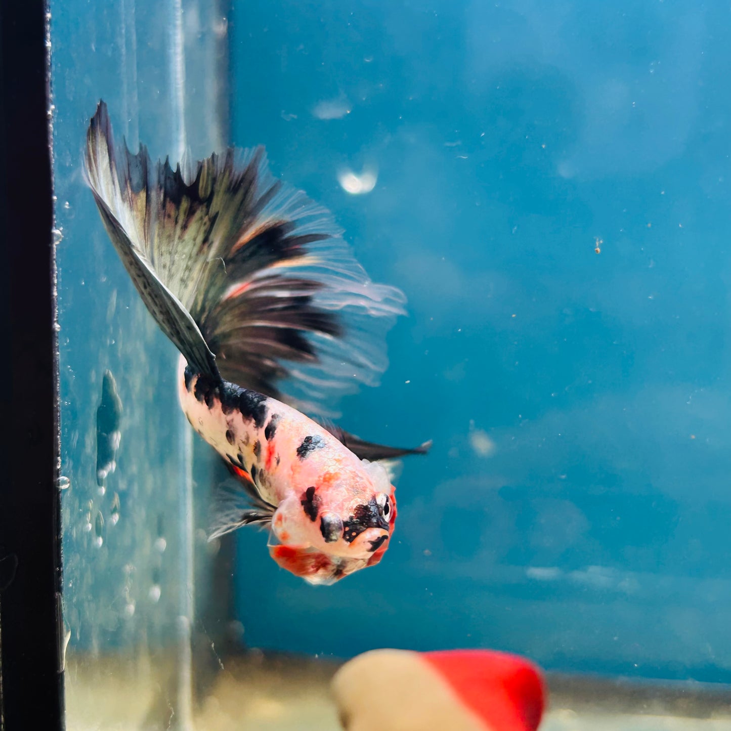 Copper Koi Halfmoon - Male Betta 056