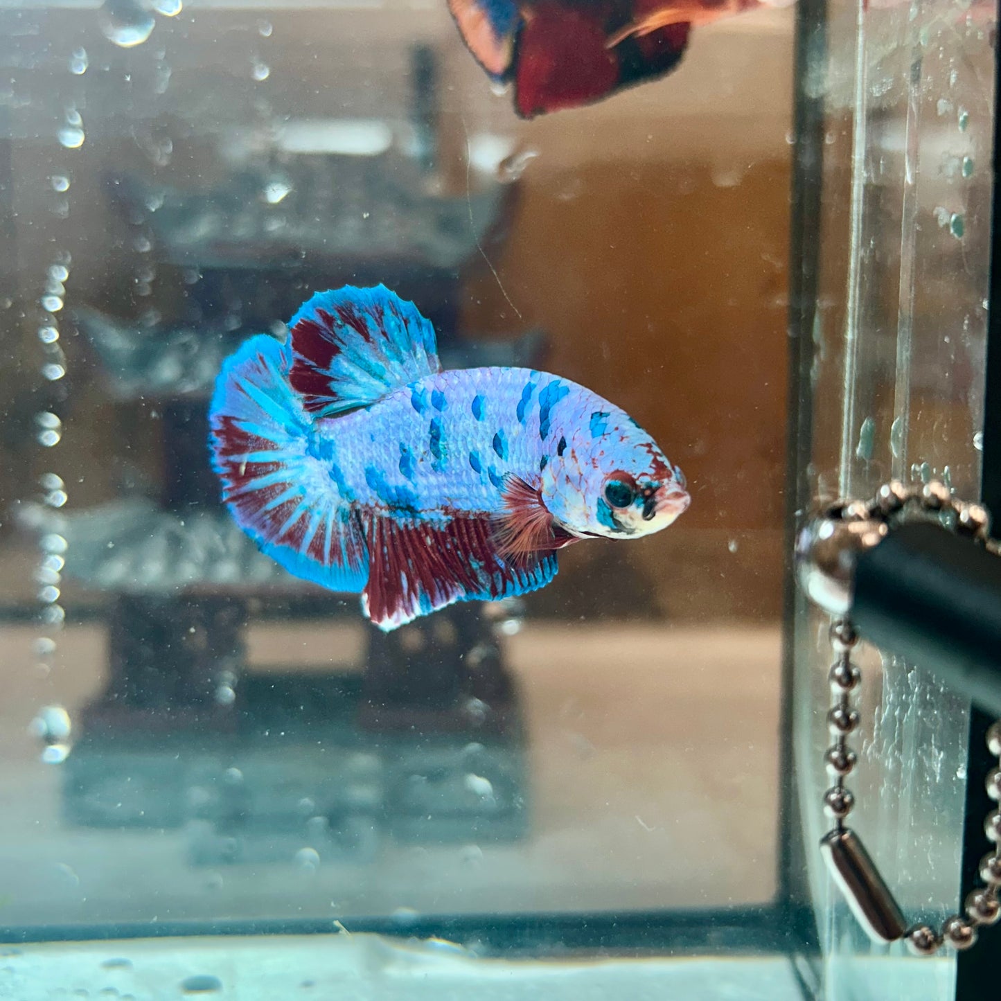 AOC Blue Koi Plakat - Male Betta 044