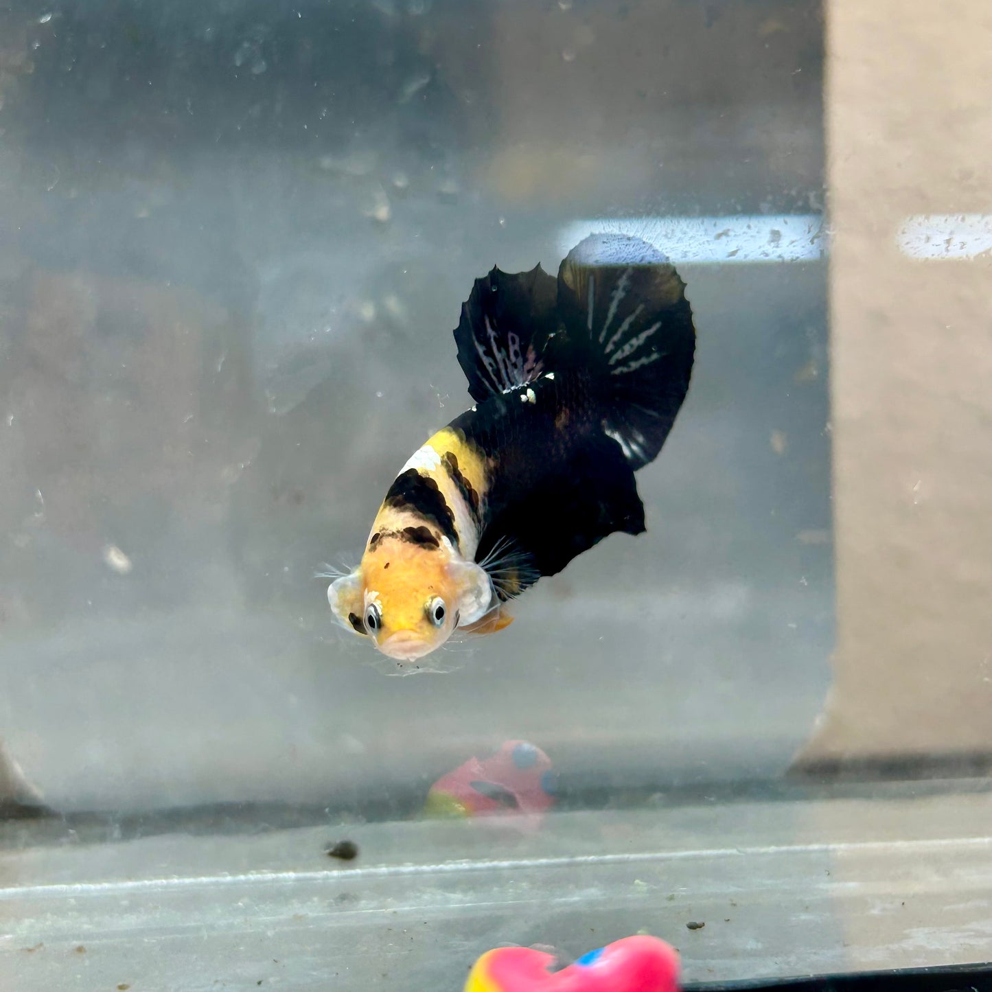 Plakat Bumble Bee Yellow Male Betta #018