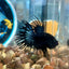 Black Orchid Crowntail - Male Betta 073