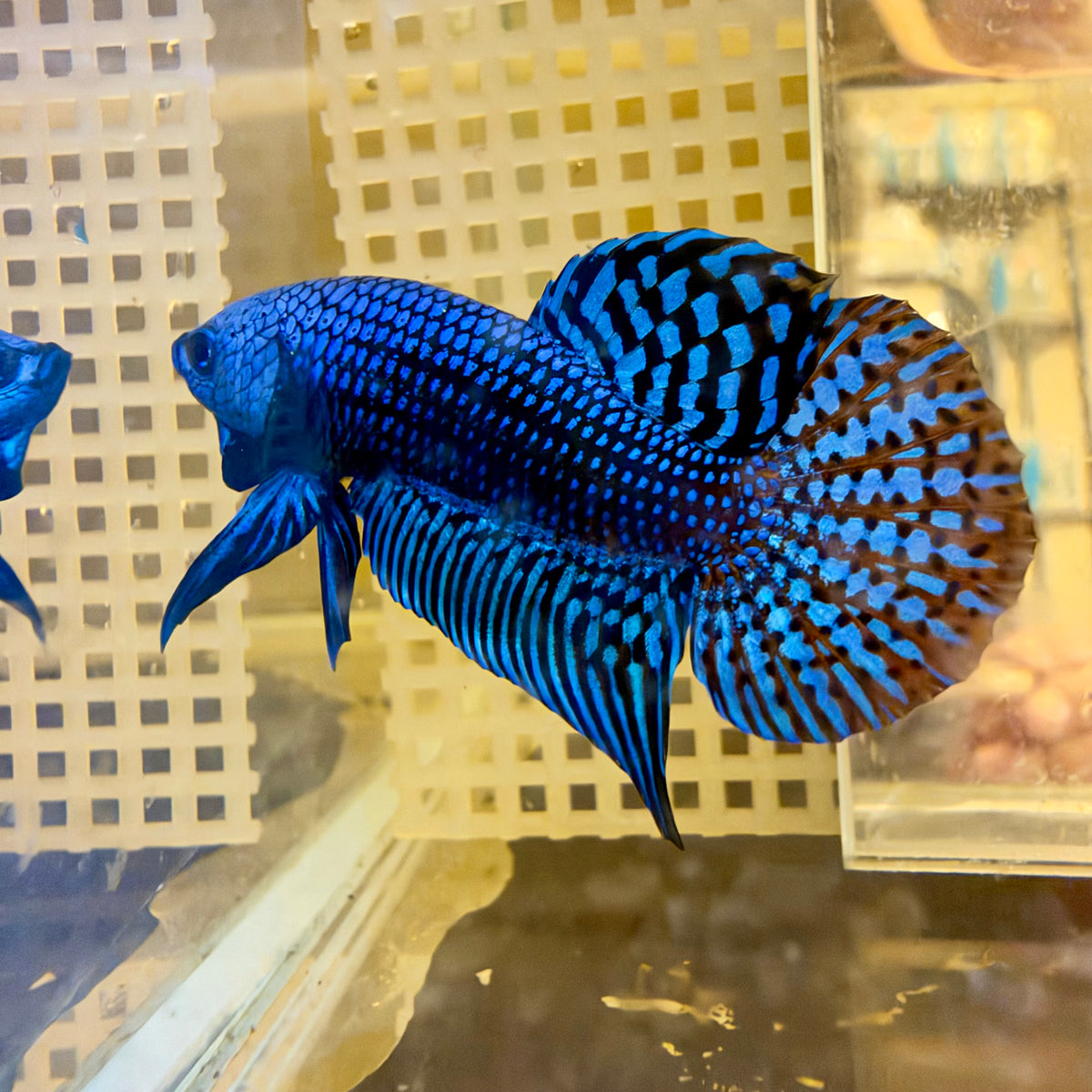 Wild Hybrid Alien Blue Male Betta #024