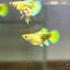24K Gold Short - Guppy