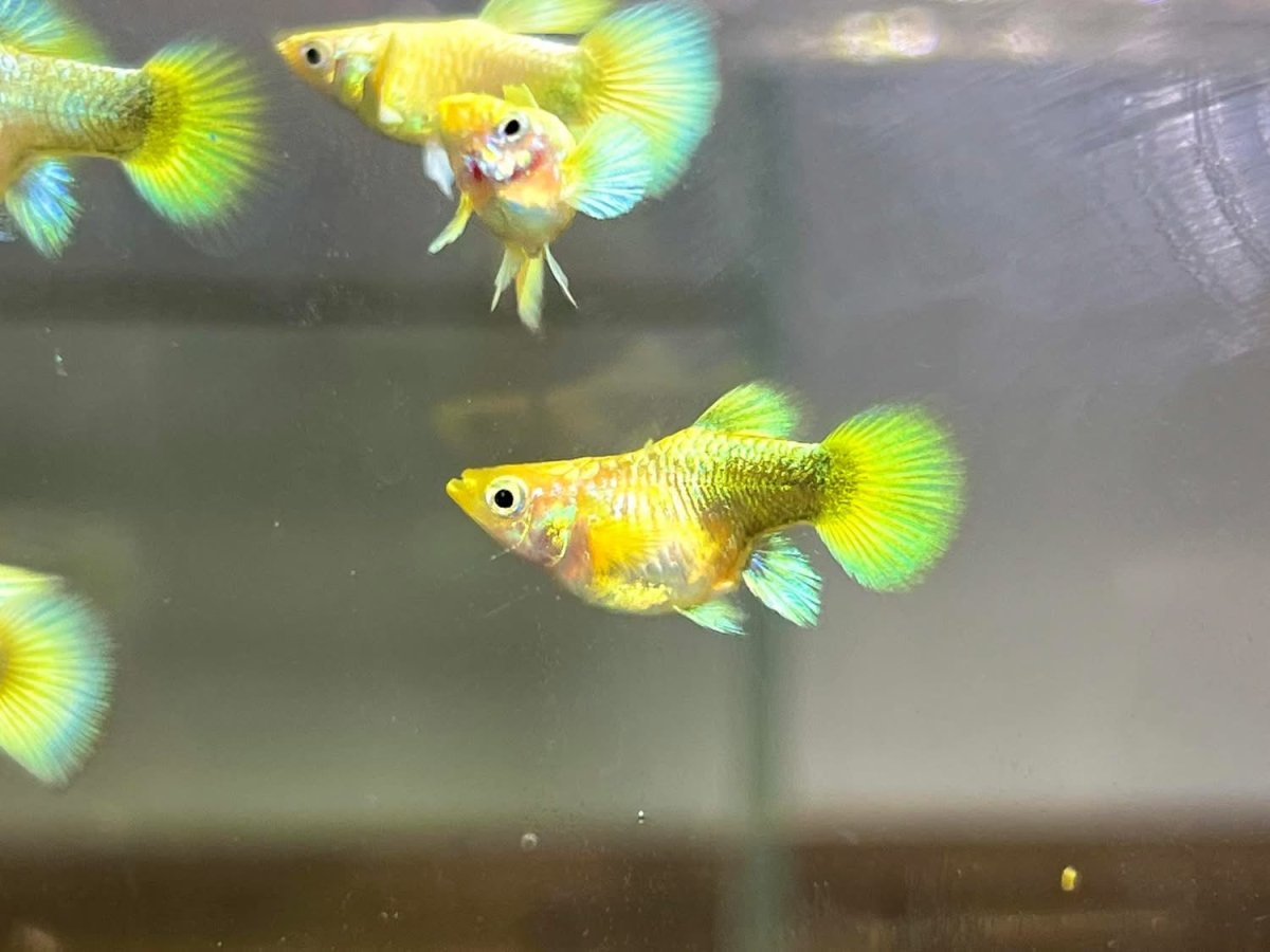 Guppy Fish 24K Gold Short Body
