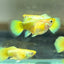 24K Gold Short - Guppy