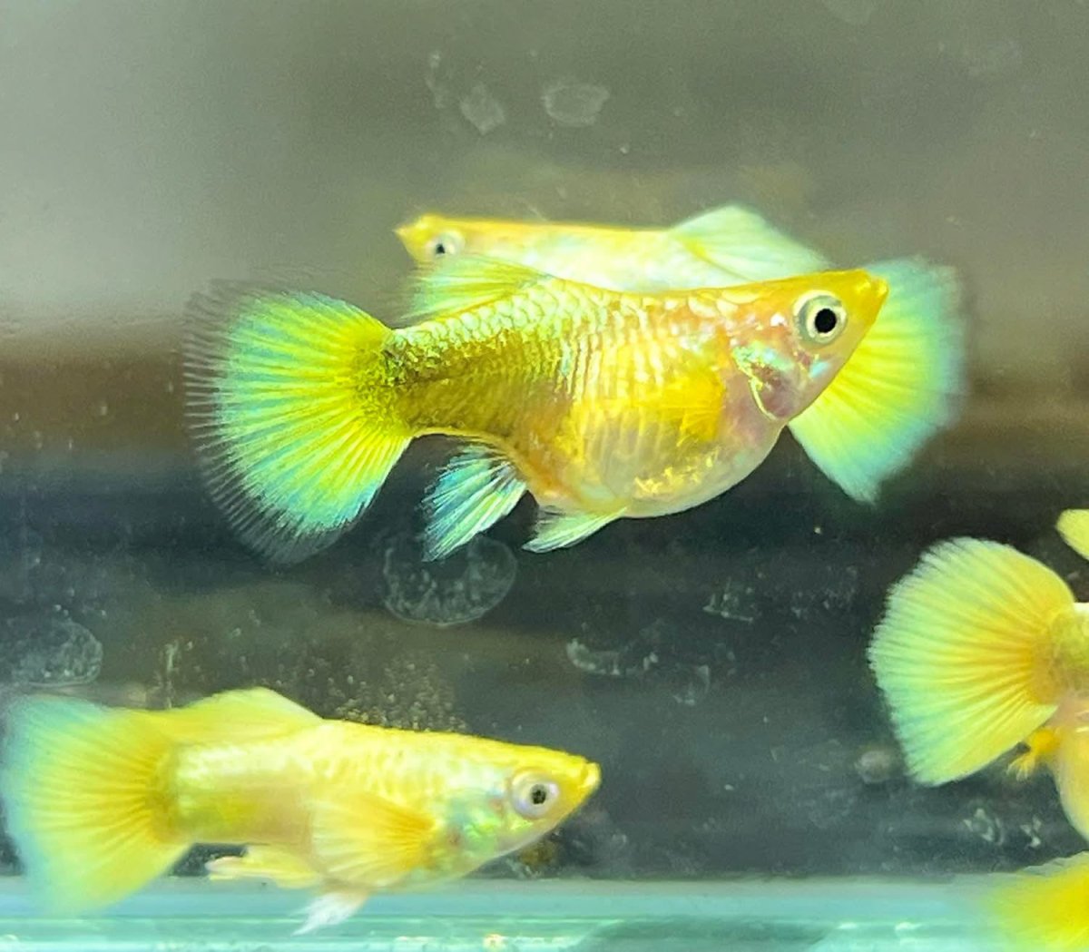 Guppy Fish 24K Gold Short Body