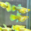 24K Gold Short - Guppy
