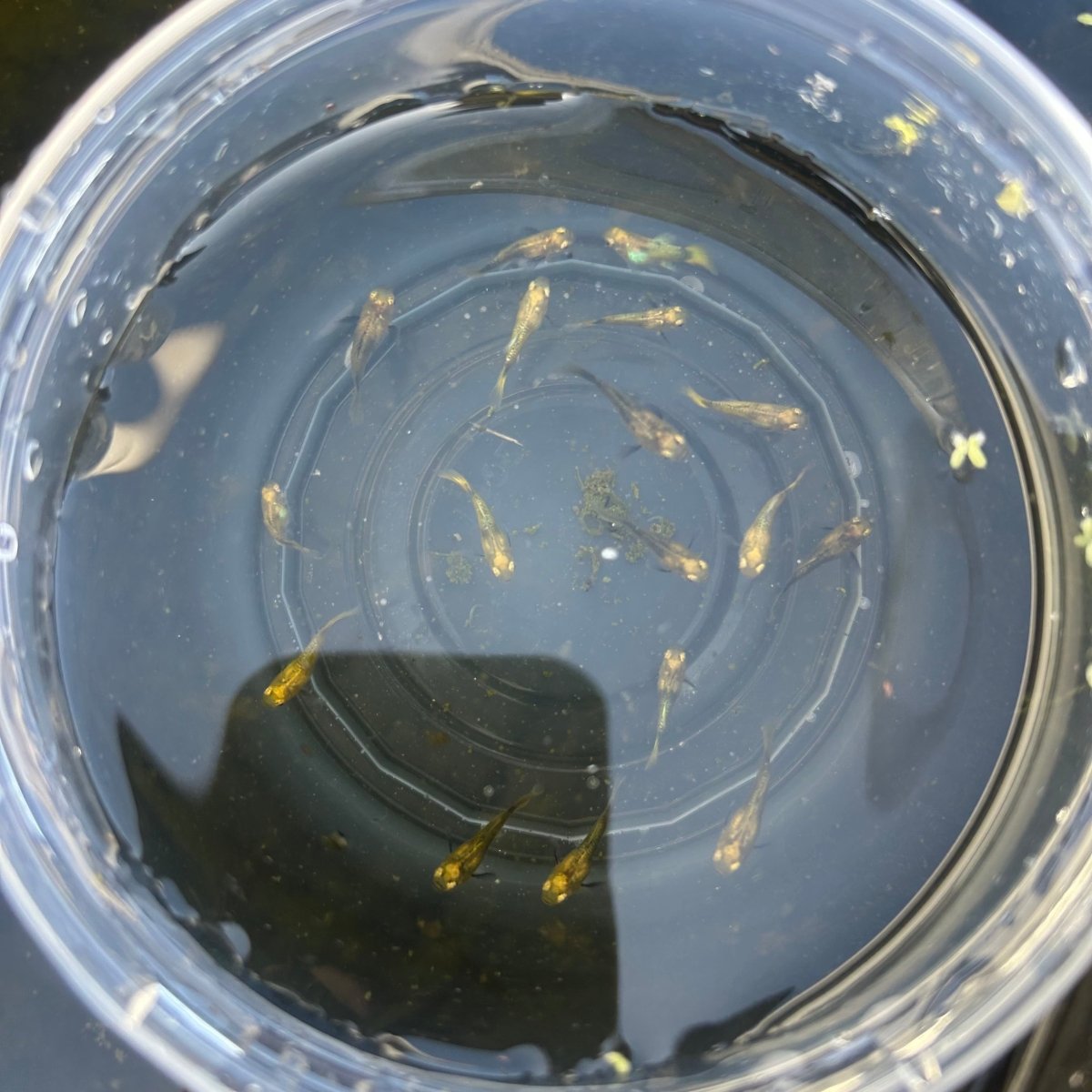 24k Gold short - One Baby Guppy Live Molly Fish baby fish