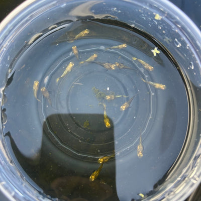 24k Gold short - One Baby Guppy Live Molly Fish baby fish
