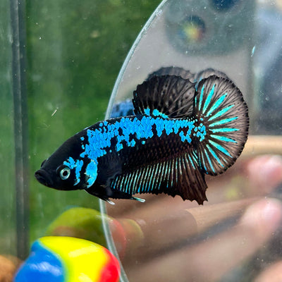 Blue Samurai Plakat - Male Betta 010