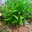 CRYPTOCORYNE LUCENS