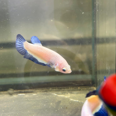 Blue Rim Plakat - Female betta 069