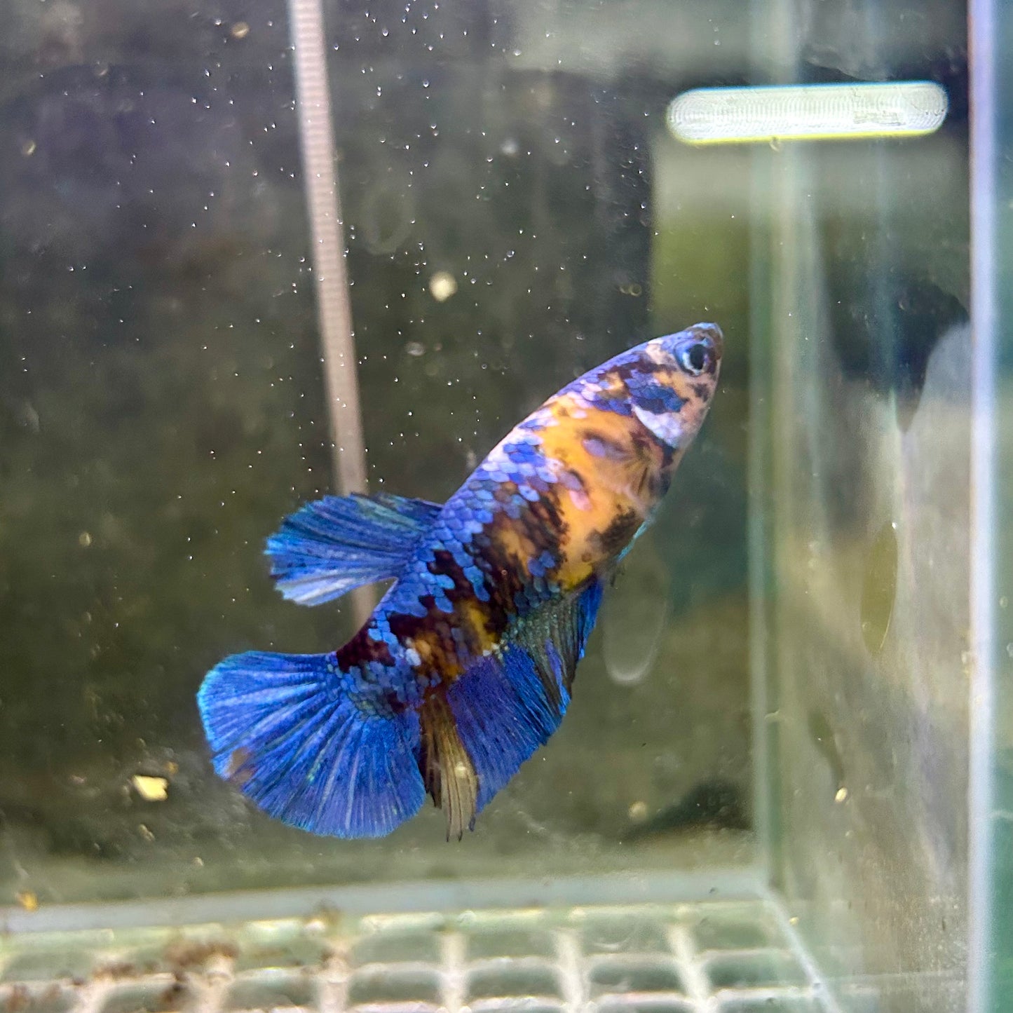 Yellow Koi Halfmoon - Female Betta 010