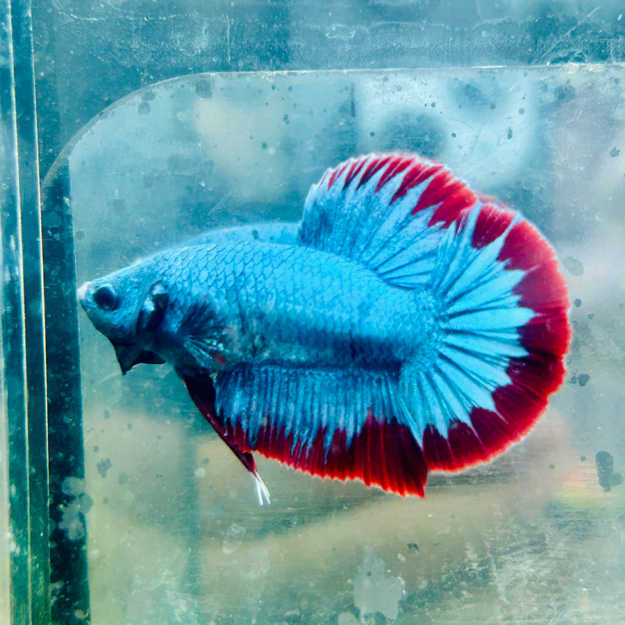 Plakat Red Mascot Male Betta #Au26