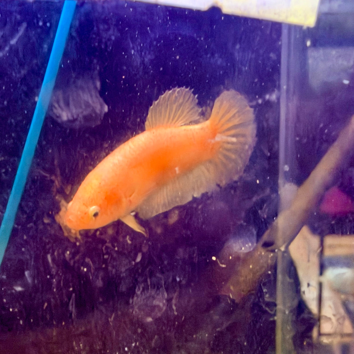Plakat Gold Pastel Female Betta