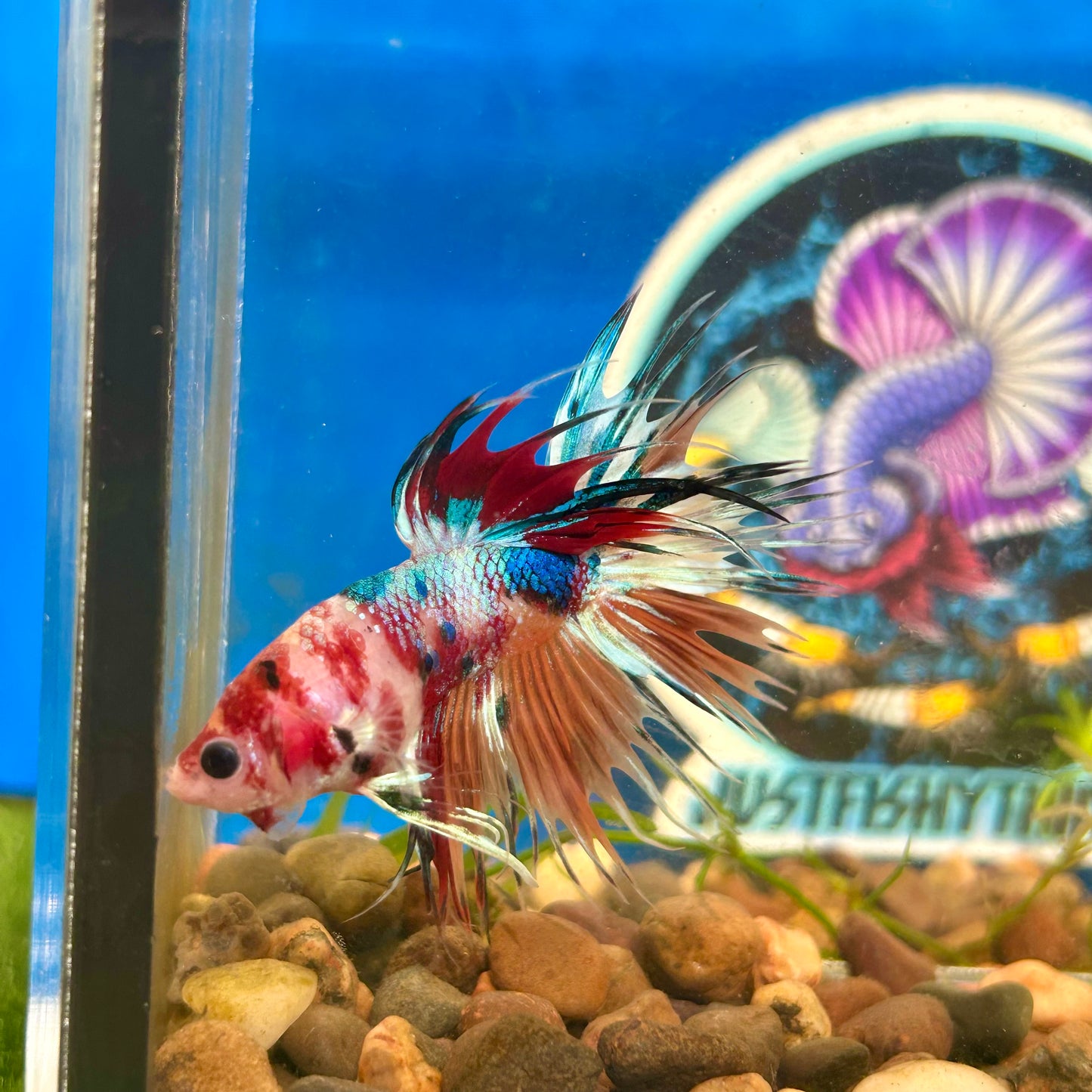 Multicolor Koi Crowntail - Male Betta 137