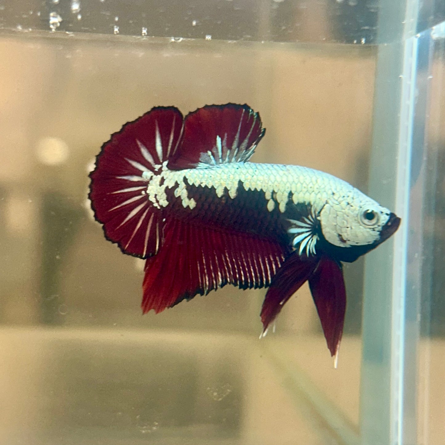 Blood Samurai Plakat - Male betta 150