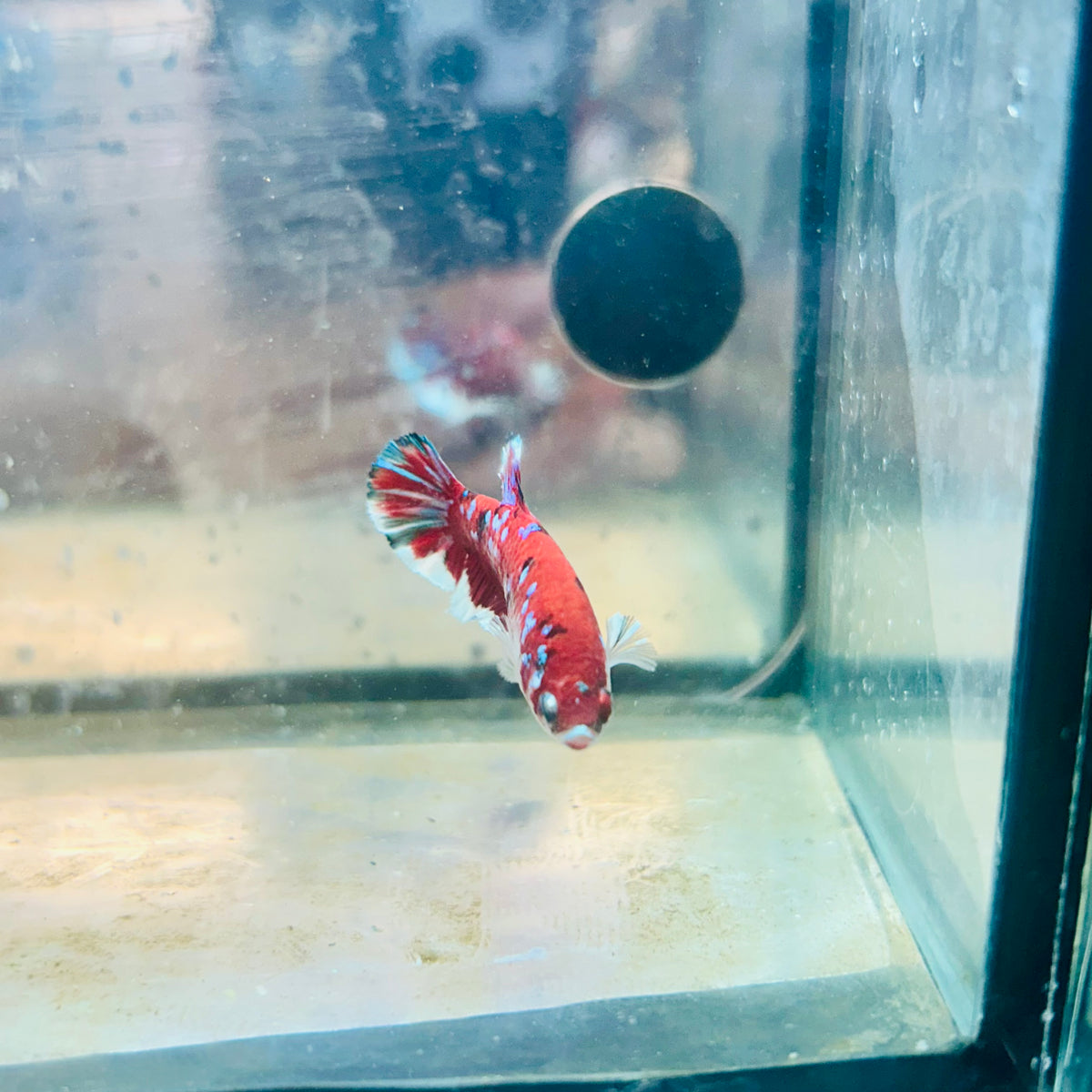 Red Koi Copper Plakat - Female Betta #117