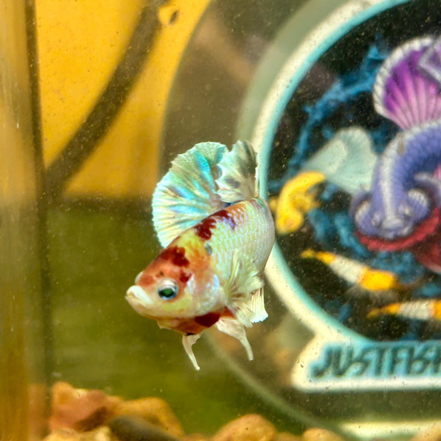 Dumbo Koi Neon Plakat - Male Betta 026