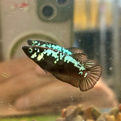 Green Samurai Plakat - Female betta 085