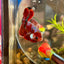 Red Koi Galaxy Plakat - Male Betta 056