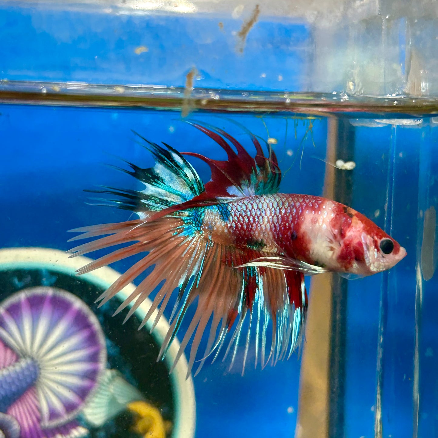 Multicolor Koi Crowntail - Male Betta 014