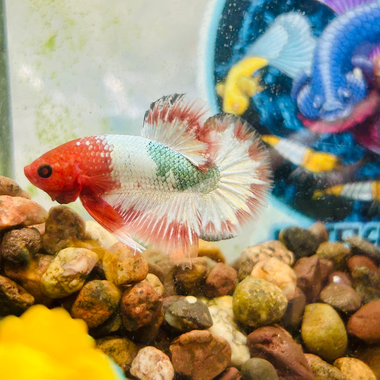 Orange Fancy Copper FCCP - Male Betta 199