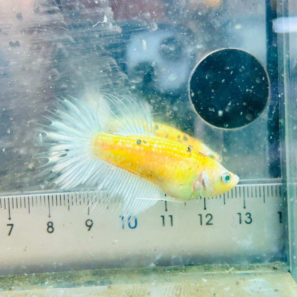 Crowntail Metallic Copper Neon - Female Betta #Jul41