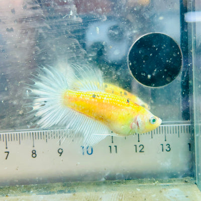 Crowntail Metallic Copper Neon - Female Betta #Jul41