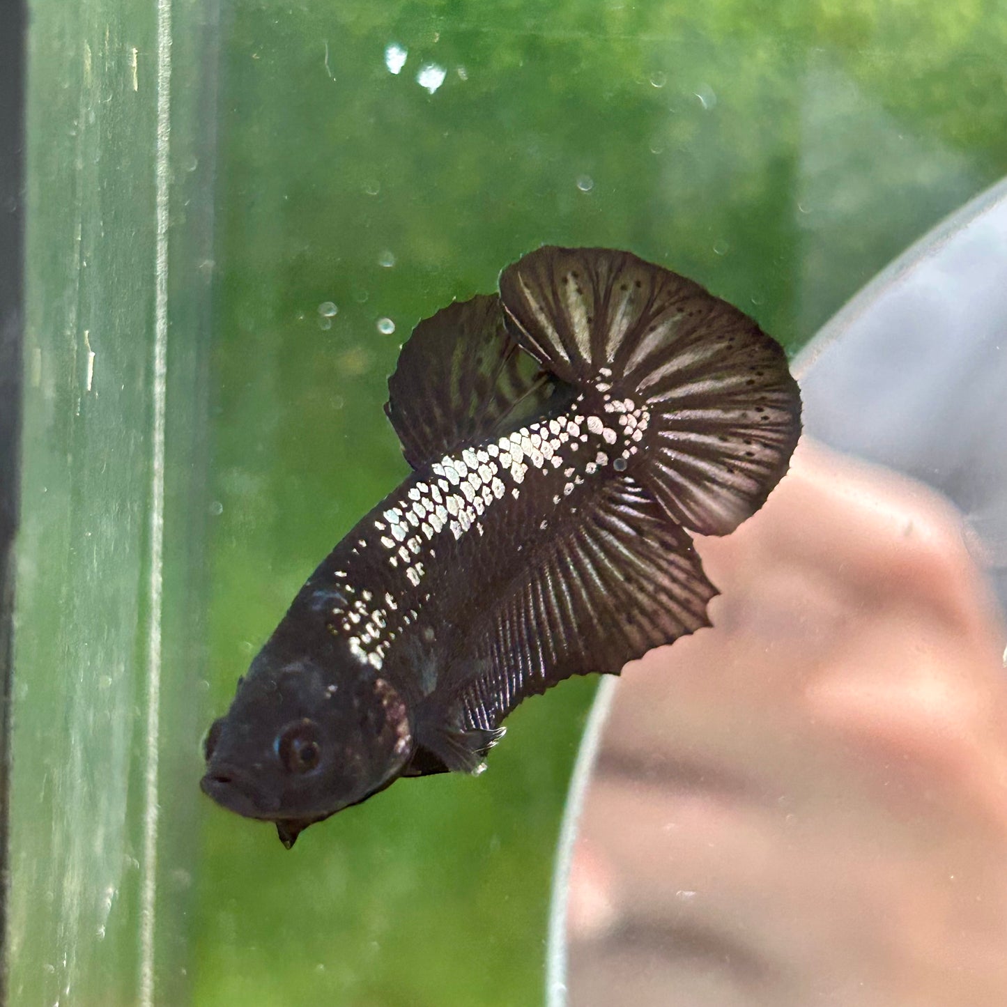 Black Samurai Plakat - Male Betta 017