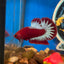 Red Fancy Hellboy Plakat - Male Betta 110