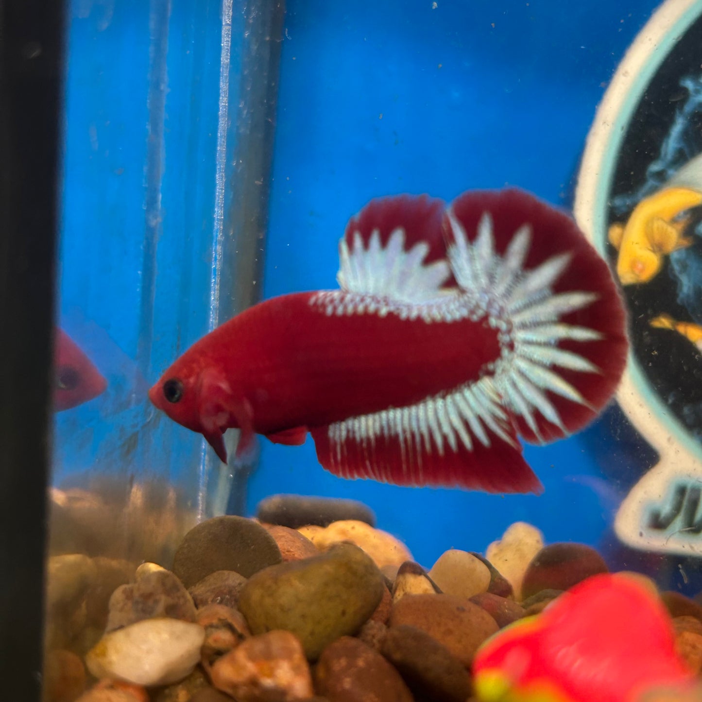 Red Fancy Hellboy Plakat - Male Betta 110