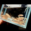 Baby Betta Imbellis