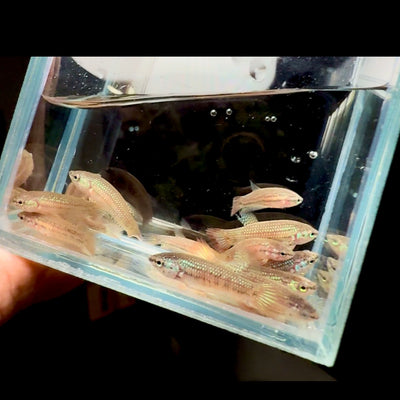 Baby Betta Imbellis