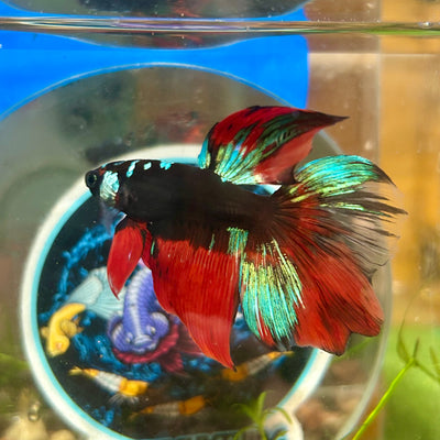 Avarta Vampire Halfmoon - Male Betta 136