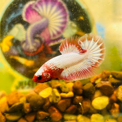 Red Fancy Copper FCCP - Male Betta 198
