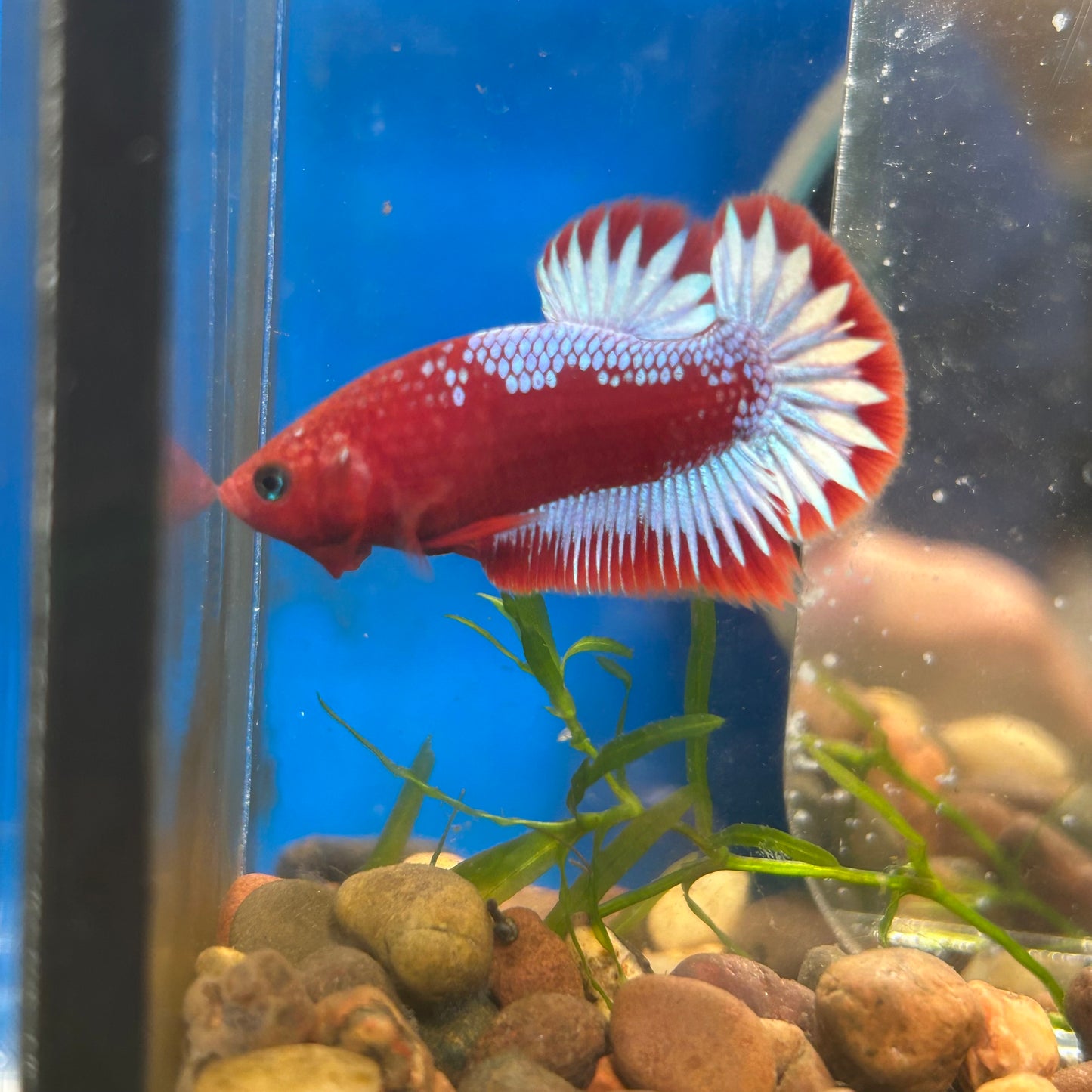 Red Fancy Hellboy Plakat - Male Betta 109