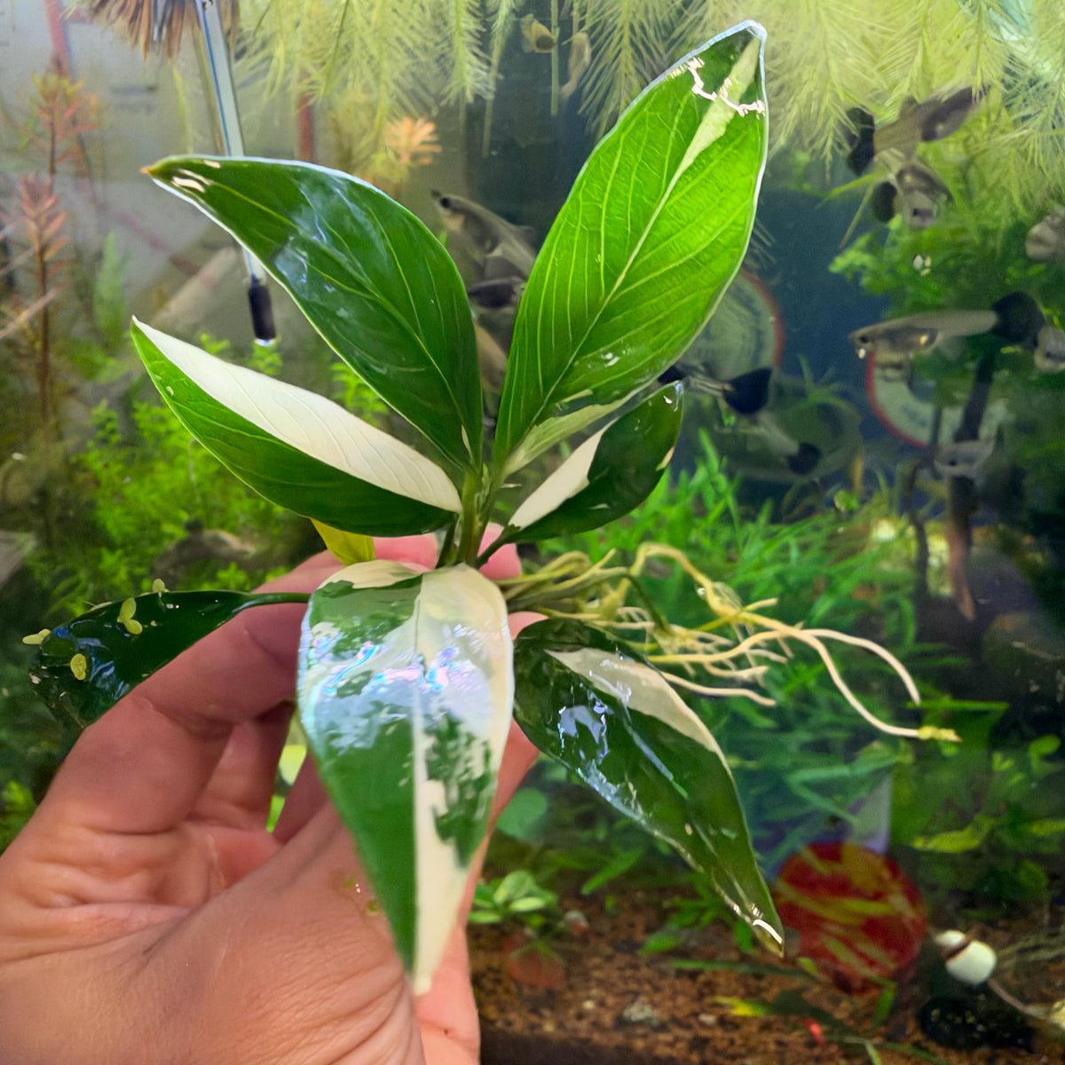 Anubias Panda Congensis