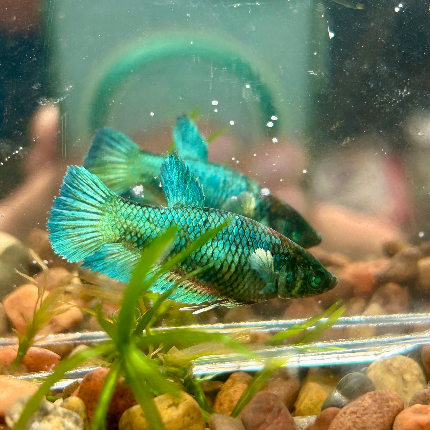 Dumbo Turquoise Neon Plakat - Female Betta 062